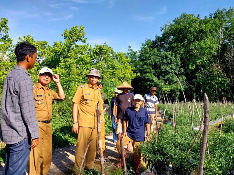Foto ist : PJ Bupati OKU H Teddy Meilwansyah berbincang dengan petani cabai sekaligus meninjau perkebunan cabai di kecamatan sinar peninjauan OKU 
