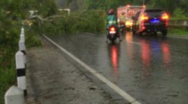 Foto : pohon tumbang menutupi setengah badan jalan akibat hujan angin kencang 