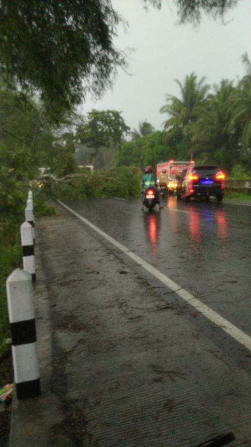 Foto : pohon tumbang menutupi setengah badan jalan akibat hujan angin kencang