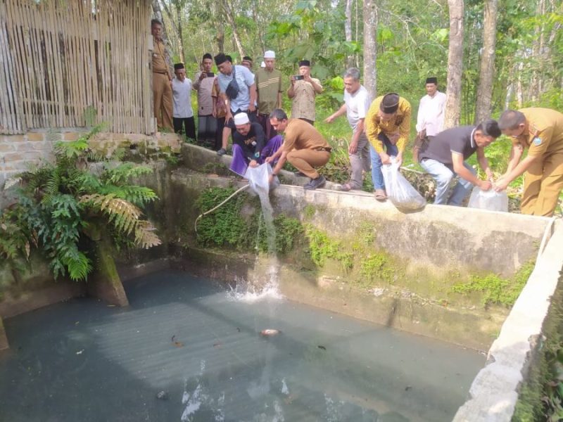 Foto : penebaran Bibit ikan lele di kolam pondok pesantren Alfalah 