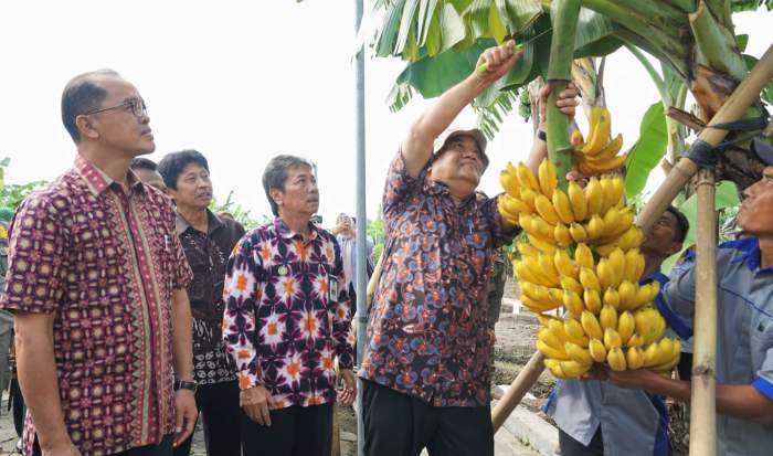 Foto :Wakil Gubernur DIY KGPAA Paku Alam X memanen buah Pisang Raja Bulu Kunin didampingi Penjabat Wali Kota Yogyakarta Sugeng Purwanto dan Sekda DIY Benny Suharsono di Kebun Plasma Nutfah Pisang Kota Yogyakarta.