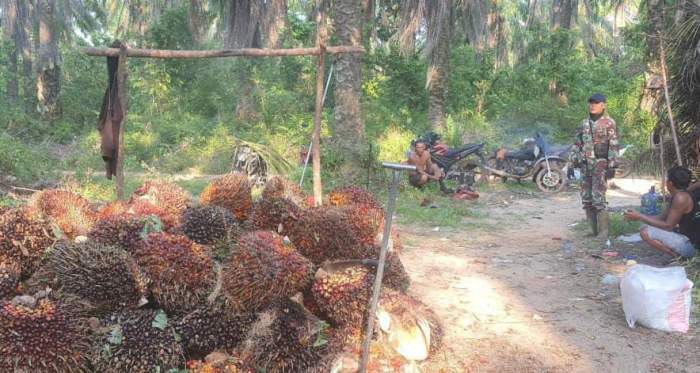 foto : buah sawit saat di panen yang di awasi oleh aparat