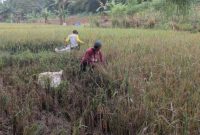 foto: petani panen padi