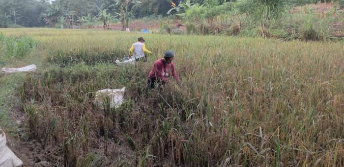 foto: petani panen padi