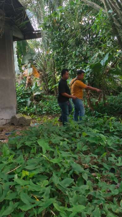 foto: pencarian BB oleh anggota satresnarkoba Polres Batu Bara